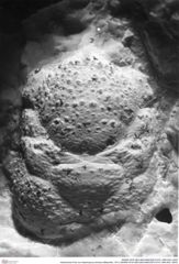 Historisches Foto von Gastrosacus eminens (Blaschke, 1911) (NHMW-AFW-GEO-BACHMAYER-FOTO-1990-0041-2645)